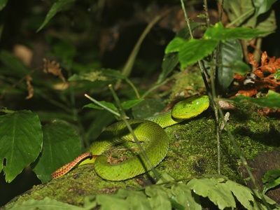 Cameron Highlands Pit Viper