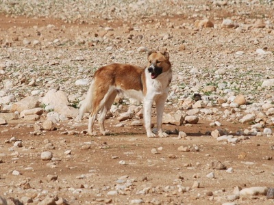 Canaan Dog