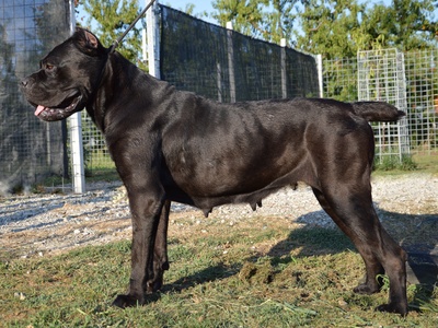 Cane Corso