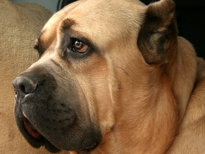 Cane Corso