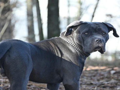 Cane Corso