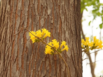 Canela-de-Ema