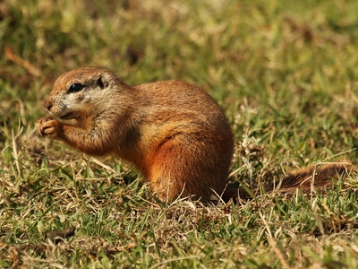 Cape Ground Squirrel