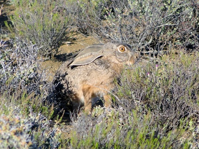 Cape Hare