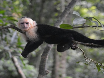 Capuchin Monkey