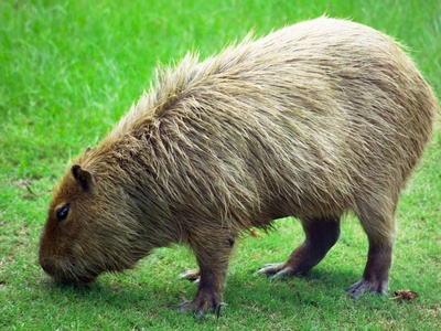 Capybara