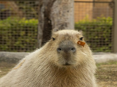 Capybara