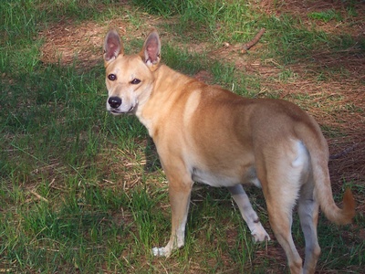 Carolina Dog