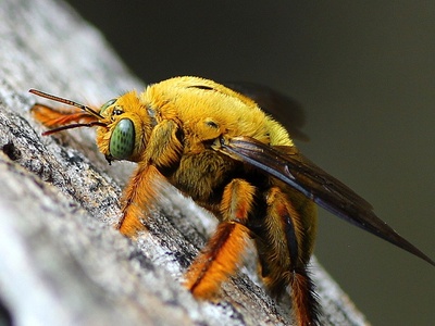 Carpenter Bee