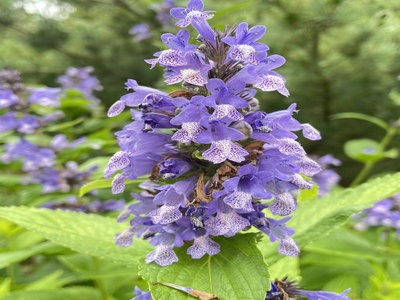 Catmint