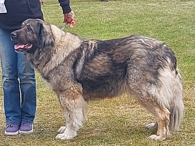 Caucasian Shepherd Dog