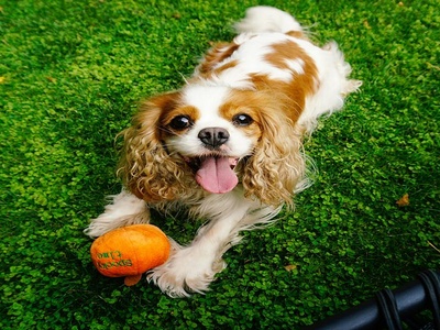 Cavalier King Charles Spaniel
