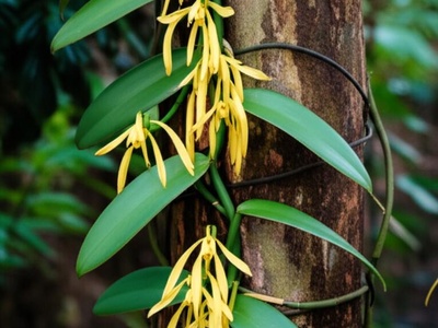 Cerrado Vanilla