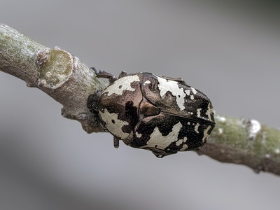 Chafer Beetle