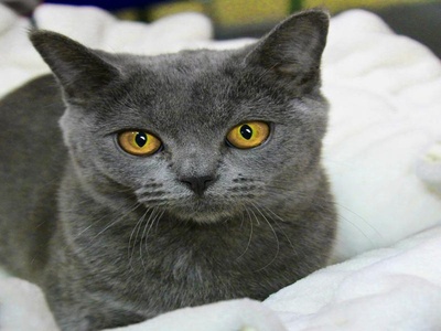 Chartreux