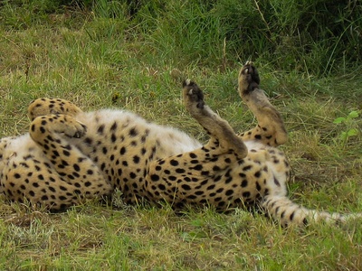 Cheetah