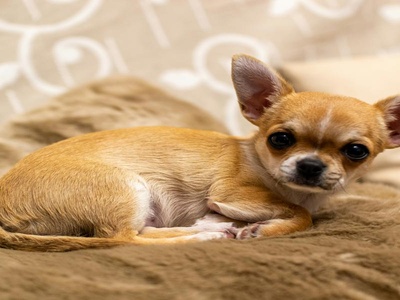Chihuahua