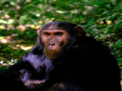 Chimpanzee