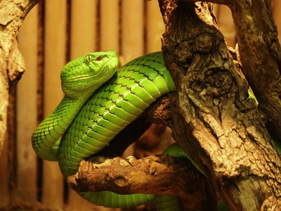Chinese Green Pit Viper