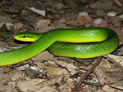 Chinese Green Ratsnake