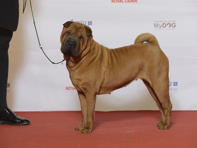 Chinese Shar-Pei