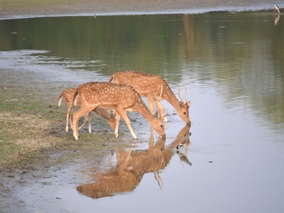 Chital