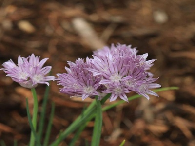 Chives