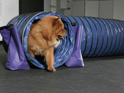Chow Chow