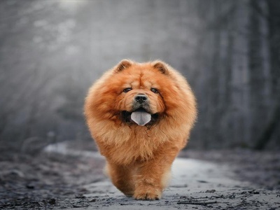 Chow Chow