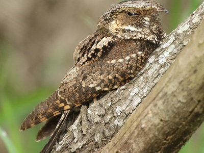 Chuck-will's-widow