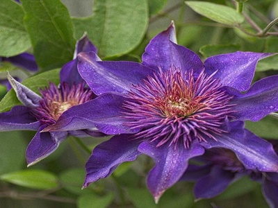 Clematis