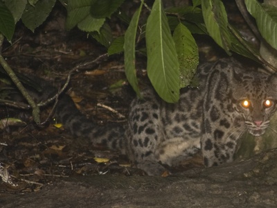 Clouded Leopard
