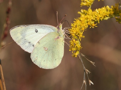 Clouded Sulphur