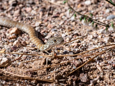 Coachwhip