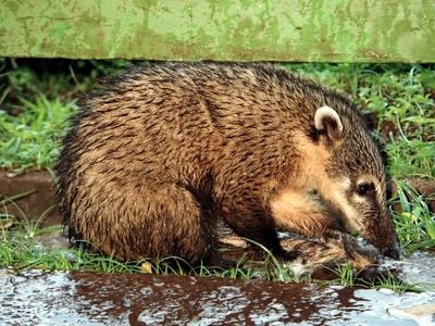 Coati