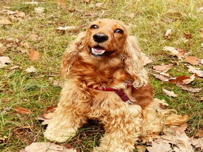 Cocker Spaniel