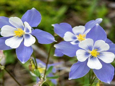 Columbine