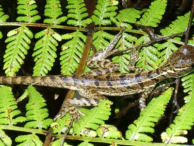 Common Basilisk