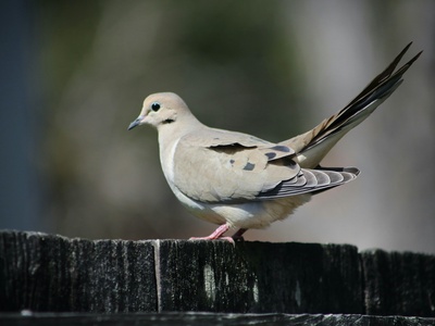 Common Ground-Dove