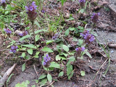 Common Selfheal