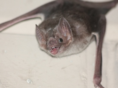 Common Vampire Bat