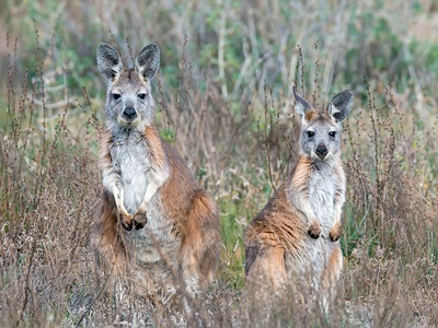Common Wallaroo