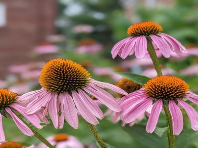 Coneflower