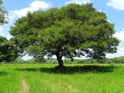 Copaiba