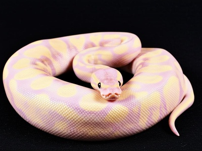 Coral Glow Ball Python