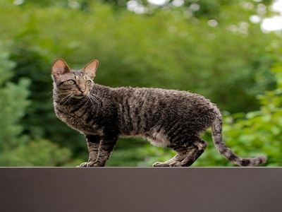 Cornish Rex