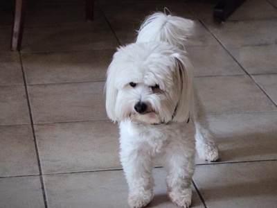 Coton de Tulear