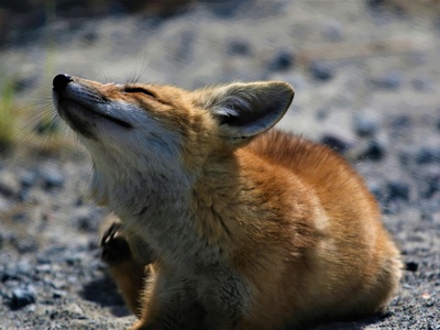Crab-eating Fox