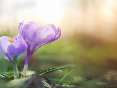 Crocus