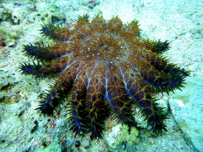 Crown-of-thorns Starfish
